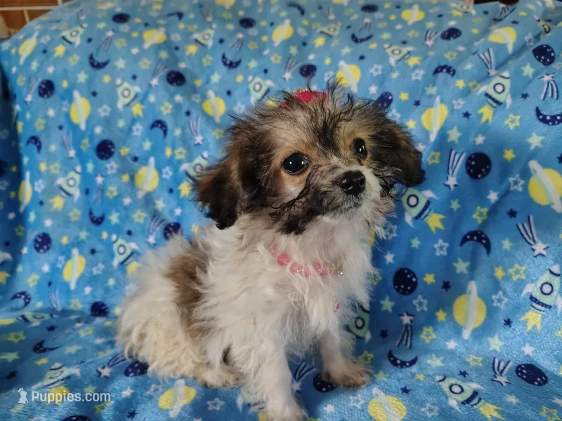 Little bit – Yorkipoo puppy for sale in Chuckey, TN