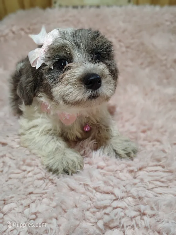 Button – Yorkshire Terrier puppy for sale in Chuckey, TN