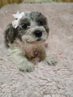 Button, a female Yorkshire Terrier for sale in Chuckey, TN – 1 of 8