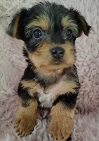 Raleigh, a female Yorkshire Terrier for sale in Chuckey, TN – 6 of 7