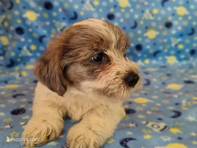 Buttons – Yorkshire Terrier puppy for sale in Chuckey, TN
