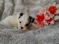 Tiny love, a female Yorkshire Terrier for sale in Chuckey, TN – 6 of 6