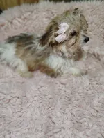 Carmel, a female Yorkipoo for sale in Chuckey, TN – 8 of 9