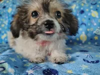 Little bit, a female Yorkipoo for sale in Chuckey, TN – 3 of 4