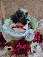 Mr cuddles, a male Yorkshire Terrier for sale in Chuckey, TN – 9 of 9