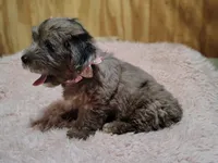 Pebbles, a female Yorkshire Terrier for sale in Chuckey, TN – 6 of 7