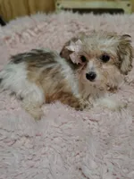 Caramel, a female Yorkshire Terrier and Poodle - Toy  for sale in Chuckey, TN – 4 of 6