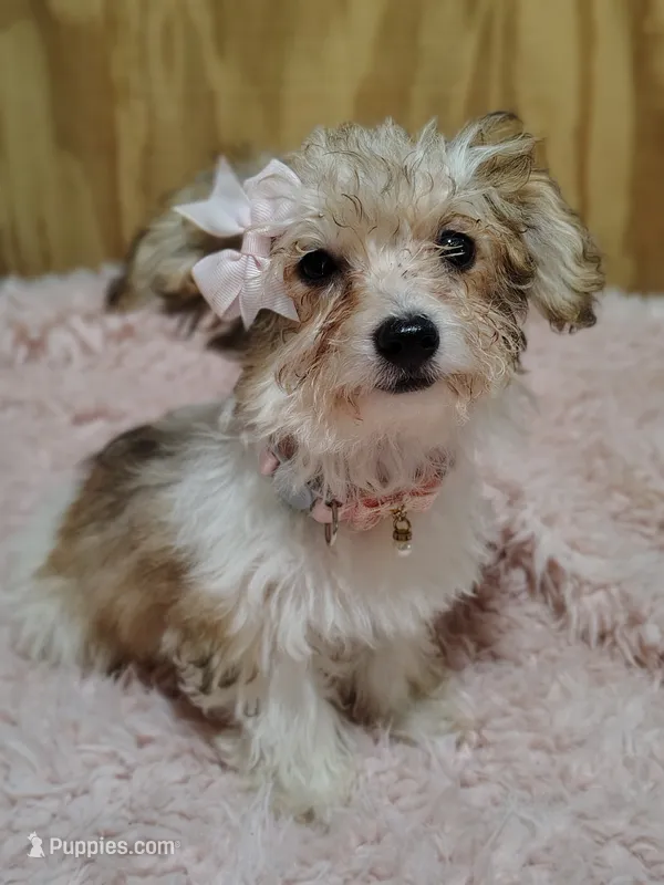 Carmel – Yorkipoo puppy for sale in Chuckey, TN