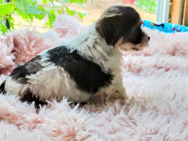 Buttons – Yorkshire Terrier puppy for sale in Chuckey, TN