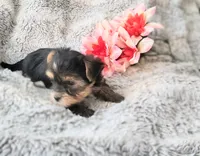 Little china doll, a female Yorkshire Terrier for sale in Chuckey, TN – 6 of 6