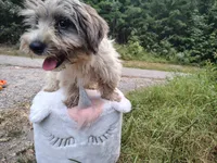 Buttons, a female Yorkshire Terrier for sale in Chuckey, TN – 3 of 5