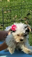 Tiny love, a female Yorkshire Terrier for sale in Chuckey, TN – 3 of 10