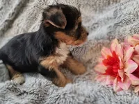 Spencer, a male Yorkshire Terrier for sale in Chuckey, TN – 2 of 7