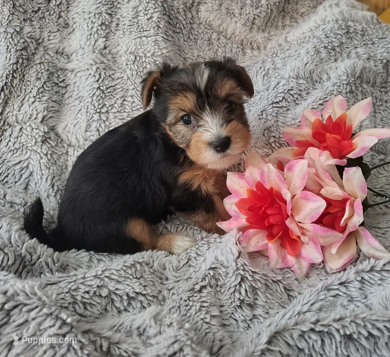 Spencer – Yorkshire Terrier puppy for sale in Chuckey, TN
