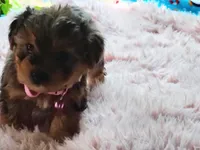 Nikki, a female Yorkshire Terrier for sale in Chuckey, TN – 6 of 7