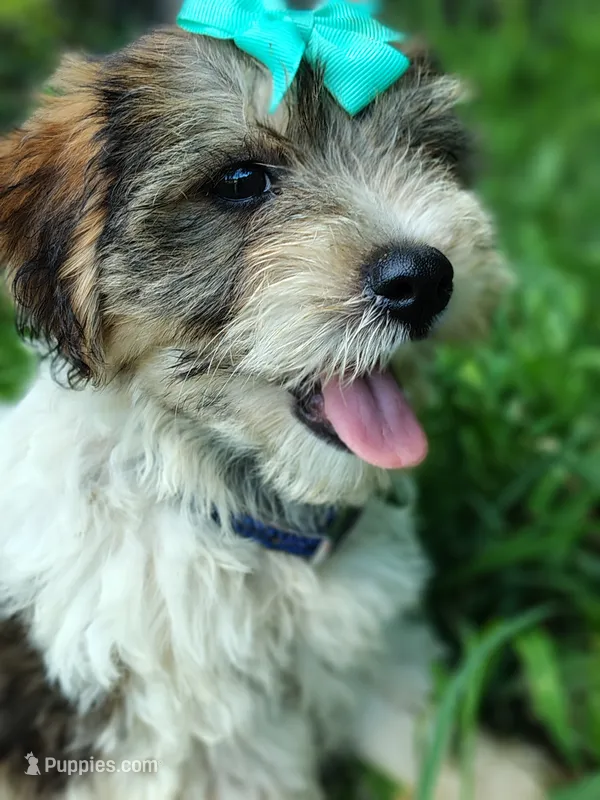 Wiggles – Yorkshire Terrier puppy for sale in Chuckey, TN