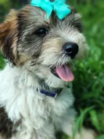 Wiggles, a male Yorkshire Terrier for sale in Chuckey, TN – 6 of 7