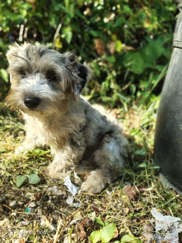 Wiggles – Yorkshire Terrier puppy for sale in Chuckey, TN