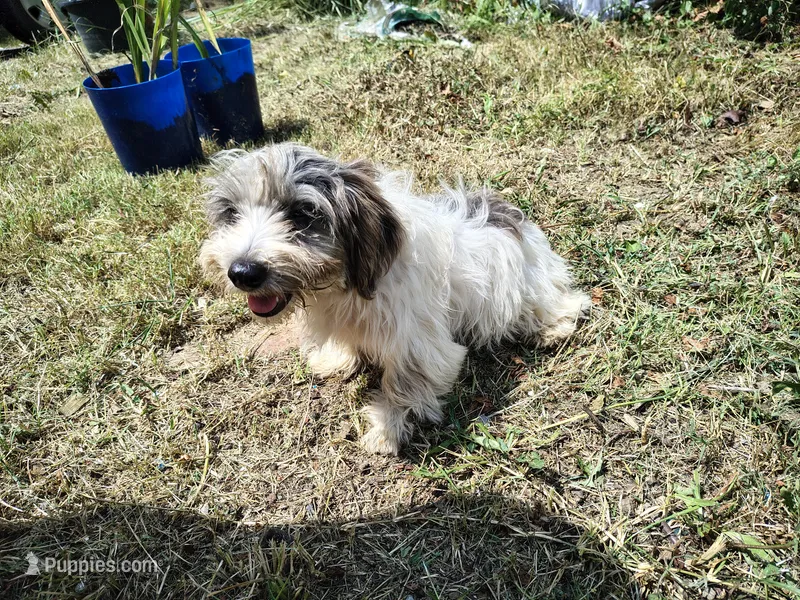 Wiggles – Biewer puppy for sale in Chuckey, TN