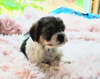 Wiggles, a female Yorkshire Terrier for sale in Chuckey, TN – 4 of 7