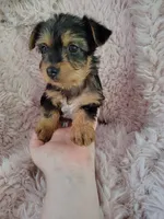 Raleigh, a female Yorkshire Terrier for sale in Chuckey, TN – 7 of 7