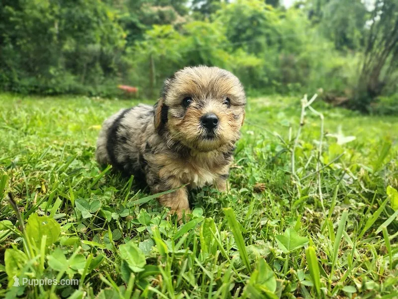 Nikki – Yorkshire Terrier puppy for sale in Chuckey, TN