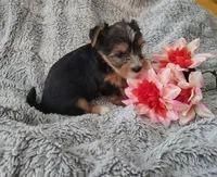 Spencer, a male Yorkshire Terrier for sale in Chuckey, TN – 5 of 7