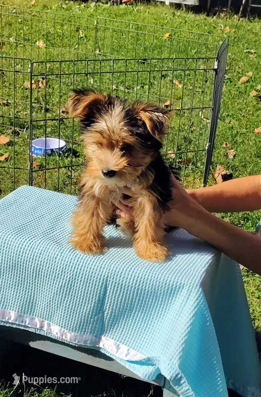 Spencer – Yorkshire Terrier puppy for sale in Chuckey, TN