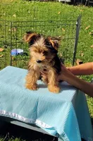 Spencer, a male Yorkshire Terrier for sale in Chuckey, TN – 4 of 9