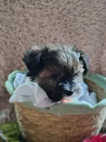 Mr cuddles, a male Yorkshire Terrier for sale in Chuckey, TN – 4 of 9