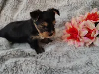 Skip, a male Yorkshire Terrier for sale in Chuckey, TN – 3 of 4