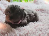 Pebbles, a female Yorkshire Terrier for sale in Chuckey, TN – 3 of 4