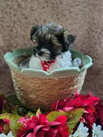 Mr cuddles, a male Yorkshire Terrier for sale in Chuckey, TN – 6 of 9