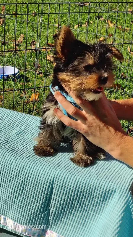 Skip – Yorkshire Terrier puppy for sale in Chuckey, TN