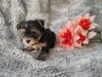 Little china doll, a female Yorkshire Terrier for sale in Chuckey, TN – 2 of 6