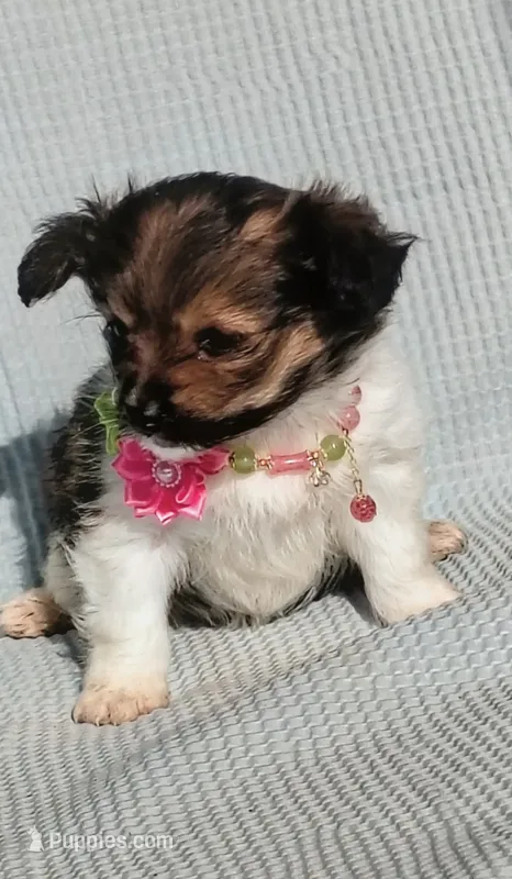 Sparkles – Yorkipoo puppy for sale in Chuckey, TN