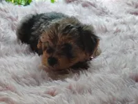 Nikki, a female Yorkshire Terrier for sale in Chuckey, TN – 7 of 7