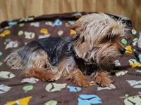 Button, a female Yorkshire Terrier for sale in Chuckey, TN – 8 of 8