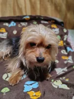 Button, a female Yorkshire Terrier for sale in Chuckey, TN – 7 of 8
