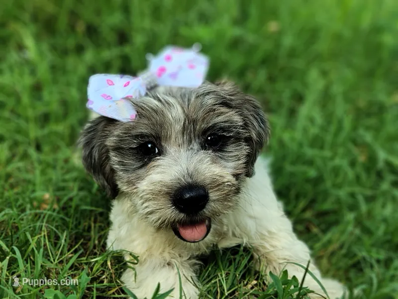 Button – Yorkshire Terrier puppy for sale in Chuckey, TN