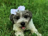 Button, a female Yorkshire Terrier for sale in Chuckey, TN – 2 of 5