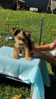 Spencer, a male Yorkshire Terrier for sale in Chuckey, TN – 3 of 9
