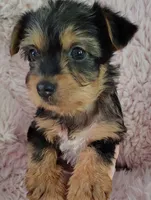 Raleigh, a female Yorkshire Terrier for sale in Chuckey, TN – 5 of 7