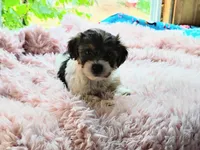 Wiggles, a female Yorkshire Terrier for sale in Chuckey, TN – 7 of 7
