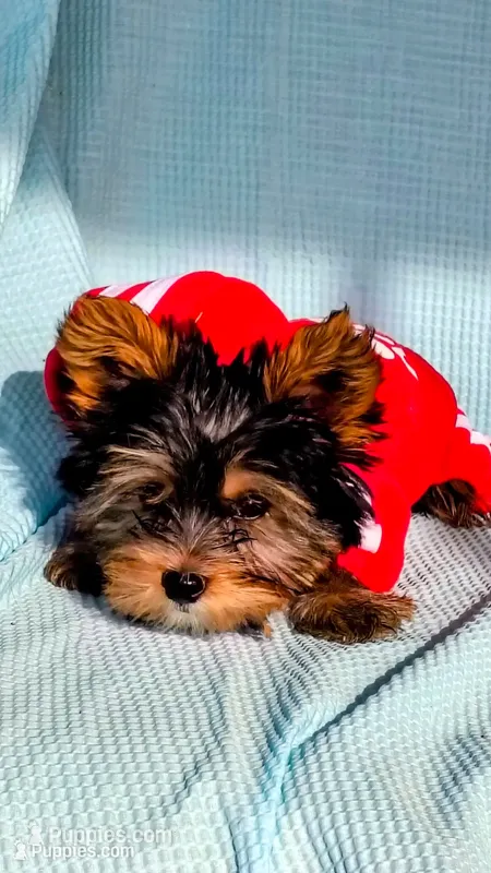 Spencer – Yorkshire Terrier puppy for sale in Chuckey, TN
