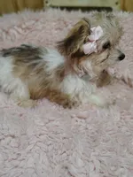 Caramel, a female Yorkshire Terrier and Poodle - Toy  for sale in Chuckey, TN – 2 of 6