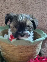 Mr cuddles, a male Yorkshire Terrier for sale in Chuckey, TN – 7 of 9