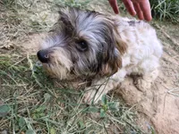 Wiggles, a male Yorkshire Terrier for sale in Chuckey, TN – 4 of 6
