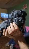Bear, a male Yorkipoo for sale in Chuckey, TN – 2 of 6