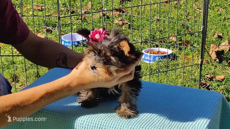 Little china doll – Yorkshire Terrier puppy for sale in Chuckey, TN